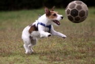 サッカー犬