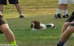 アメリカンフットボール犬